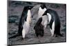 Adelie Penguin Family-null-Mounted Art Print