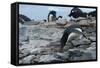 Adelie Penguin Gathering a Pebble-Joe McDonald-Framed Stretched Canvas