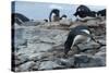Adelie Penguin Gathering a Pebble-Joe McDonald-Stretched Canvas