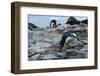 Adelie Penguin Gathering a Pebble-Joe McDonald-Framed Photographic Print