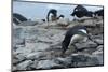 Adelie Penguin Gathering a Pebble-Joe McDonald-Mounted Photographic Print