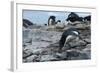 Adelie Penguin Gathering a Pebble-Joe McDonald-Framed Photographic Print