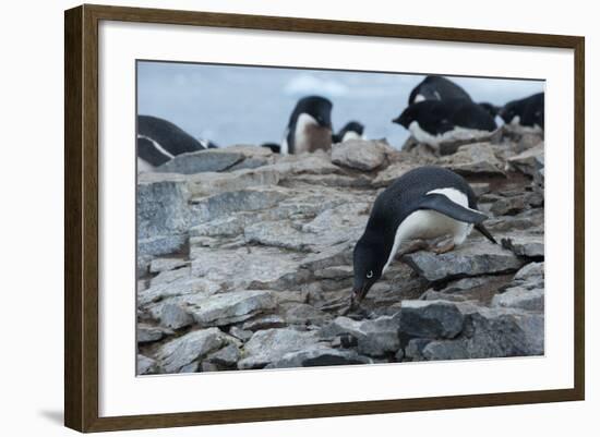 Adelie Penguin Gathering a Pebble-Joe McDonald-Framed Photographic Print