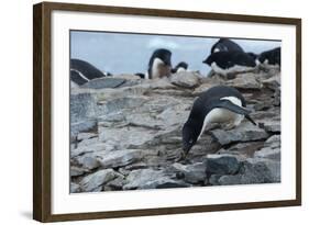 Adelie Penguin Gathering a Pebble-Joe McDonald-Framed Photographic Print