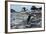 Adelie Penguin Gathering a Pebble-Joe McDonald-Framed Photographic Print