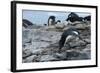 Adelie Penguin Gathering a Pebble-Joe McDonald-Framed Photographic Print