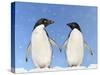 Adelie Penguin Holding Hands-null-Stretched Canvas
