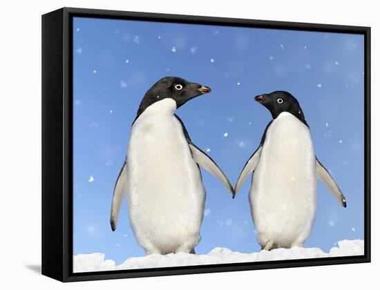 Adelie Penguin Holding Hands-null-Framed Stretched Canvas