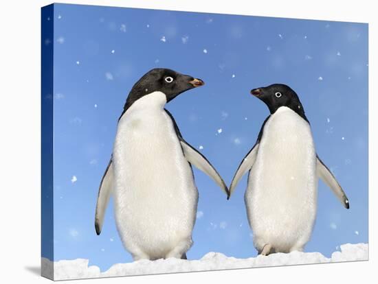 Adelie Penguin Holding Hands-null-Stretched Canvas