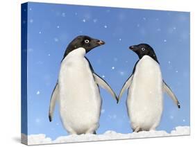 Adelie Penguin Holding Hands-null-Stretched Canvas