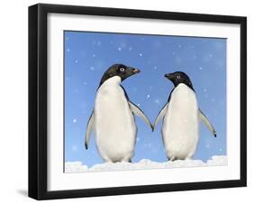 Adelie Penguin Holding Hands-null-Framed Photographic Print