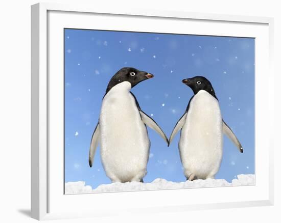 Adelie Penguin Holding Hands-null-Framed Photographic Print