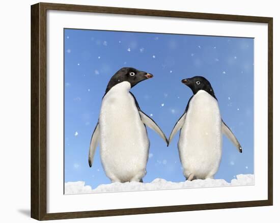 Adelie Penguin Holding Hands-null-Framed Photographic Print