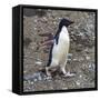 Adelie Penguin in Frei Station South Shetland Islands, Antarctica-William Perry-Framed Stretched Canvas