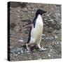 Adelie Penguin in Frei Station South Shetland Islands, Antarctica-William Perry-Stretched Canvas