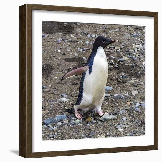 Adelie Penguin in Frei Station South Shetland Islands, Antarctica-William Perry-Framed Photographic Print