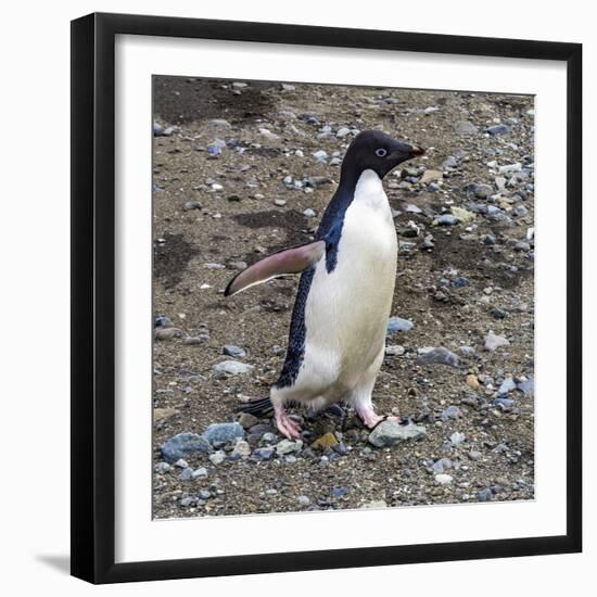 Adelie Penguin in Frei Station South Shetland Islands, Antarctica-William Perry-Framed Photographic Print