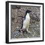 Adelie Penguin in Frei Station South Shetland Islands, Antarctica-William Perry-Framed Photographic Print