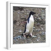 Adelie Penguin in Frei Station South Shetland Islands, Antarctica-William Perry-Framed Photographic Print