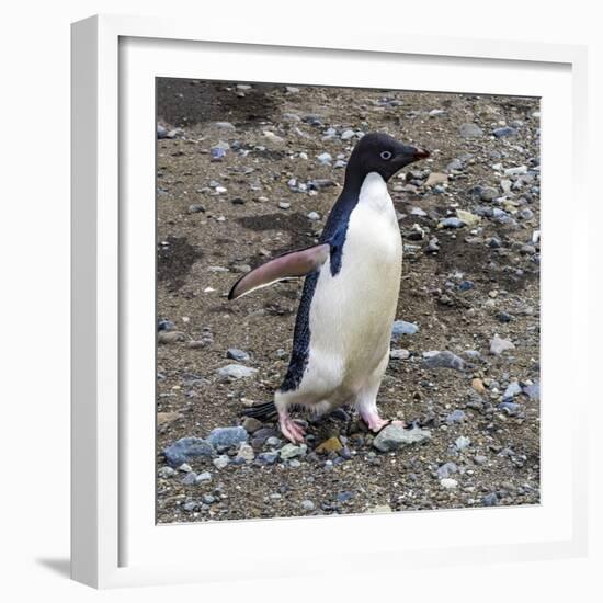 Adelie Penguin in Frei Station South Shetland Islands, Antarctica-William Perry-Framed Photographic Print