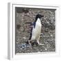 Adelie Penguin in Frei Station South Shetland Islands, Antarctica-William Perry-Framed Photographic Print