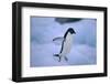 Adelie Penguin Jumping-DLILLC-Framed Photographic Print