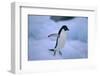 Adelie Penguin Jumping-DLILLC-Framed Photographic Print