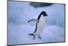 Adelie Penguin Jumping-DLILLC-Mounted Photographic Print