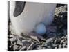 Adelie Penguin nesting egg, Paulet Island, Antarctica-Keren Su-Stretched Canvas