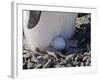 Adelie Penguin nesting egg, Paulet Island, Antarctica-Keren Su-Framed Photographic Print