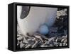 Adelie Penguin nesting egg, Paulet Island, Antarctica-Keren Su-Framed Stretched Canvas