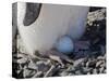 Adelie Penguin nesting egg, Paulet Island, Antarctica-Keren Su-Stretched Canvas