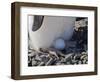 Adelie Penguin nesting egg, Paulet Island, Antarctica-Keren Su-Framed Photographic Print