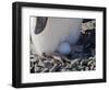 Adelie Penguin nesting egg, Paulet Island, Antarctica-Keren Su-Framed Photographic Print