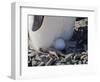 Adelie Penguin nesting egg, Paulet Island, Antarctica-Keren Su-Framed Photographic Print