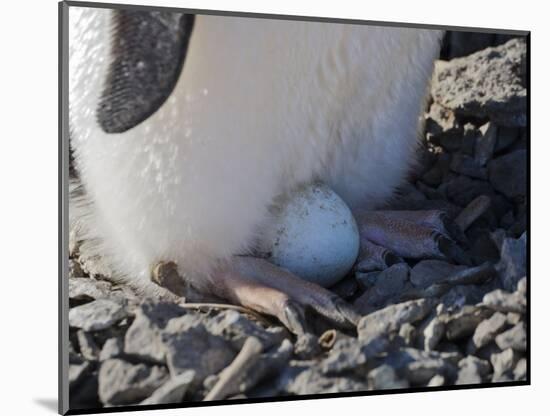 Adelie Penguin nesting egg, Paulet Island, Antarctica-Keren Su-Mounted Photographic Print