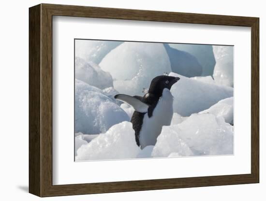 Adelie penguin on ice covered beach, Pleneau and Petermann Islands, South Atlantic Ocean-Keren Su-Framed Photographic Print