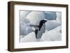 Adelie penguin on ice covered beach, Pleneau and Petermann Islands, South Atlantic Ocean-Keren Su-Framed Photographic Print