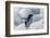 Adelie penguin on ice covered beach, Pleneau and Petermann Islands, South Atlantic Ocean-Keren Su-Framed Photographic Print