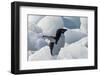 Adelie penguin on ice covered beach, Pleneau and Petermann Islands, South Atlantic Ocean-Keren Su-Framed Photographic Print