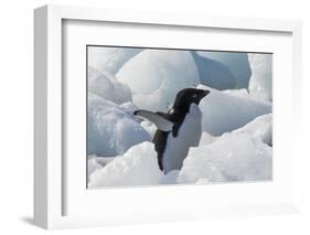 Adelie penguin on ice covered beach, Pleneau and Petermann Islands, South Atlantic Ocean-Keren Su-Framed Photographic Print