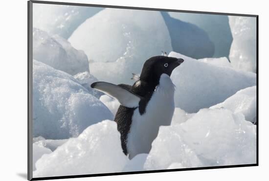 Adelie penguin on ice covered beach, Pleneau and Petermann Islands, South Atlantic Ocean-Keren Su-Mounted Photographic Print