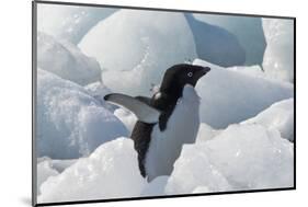 Adelie penguin on ice covered beach, Pleneau and Petermann Islands, South Atlantic Ocean-Keren Su-Mounted Photographic Print