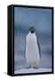 Adelie Penguin on Ice-Theo Allofs-Framed Stretched Canvas