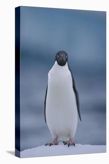 Adelie Penguin on Ice-Theo Allofs-Stretched Canvas