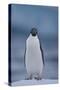 Adelie Penguin on Ice-Theo Allofs-Stretched Canvas