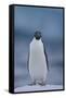 Adelie Penguin on Ice-Theo Allofs-Framed Stretched Canvas