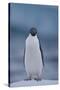 Adelie Penguin on Ice-Theo Allofs-Stretched Canvas