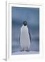 Adelie Penguin on Ice-Theo Allofs-Framed Photographic Print