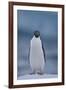 Adelie Penguin on Ice-Theo Allofs-Framed Photographic Print